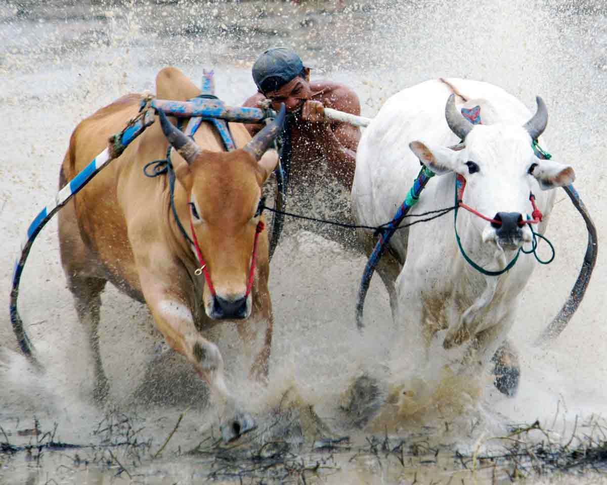 Buffalo race competitions in Lombok