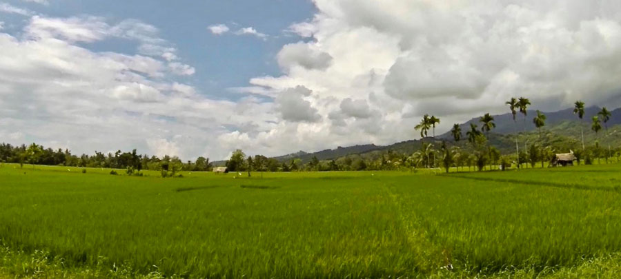 Paid-fields in Lombok
